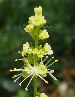  Male flowers